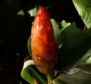 [One red-orange cone with several water droplets on it surrounded by green leaves. The cone has what appears to be tightly wrapped petals, but they are more colored leaves than petals. The flower will emerge from between these wrappings.]